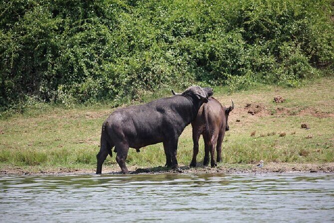 3-Day Safari in Queen Elizabeth National Park Uganda from Kampala - Key Points