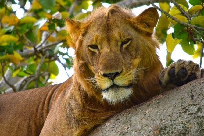 3-Day Safari in Queen Elizabeth National Park Uganda from Kampala - Who Is This Tour Best For?
