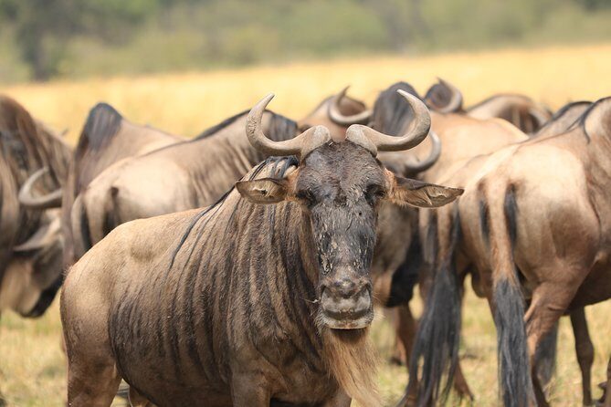 3-Day Safari in Serengeti & Ngorongoro(Mid-range) - Real Experiences from Travelers