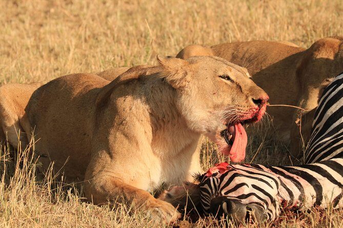 3-Day Safari in Serengeti & Ngorongoro(Mid-range) - Who Is This Safari Best For?