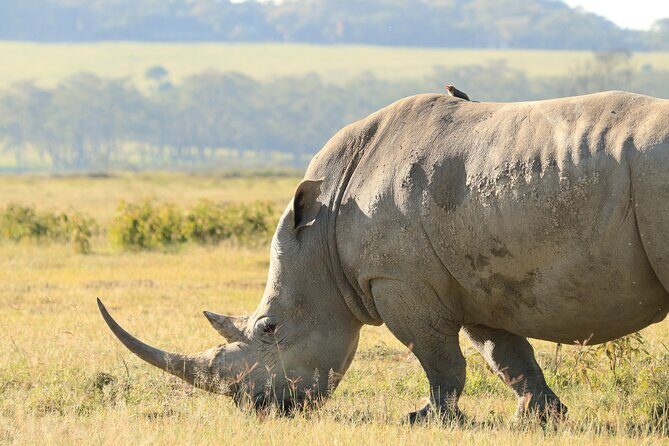 3-Day Safari in Serengeti & Ngorongoro(Mid-range) - The Sum Up