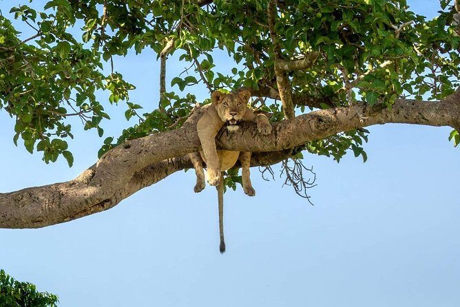 3-Day Safari to Ngorongoro, Tarangire & Lake Manyara NP - An In-Depth Look at the Safari Experience