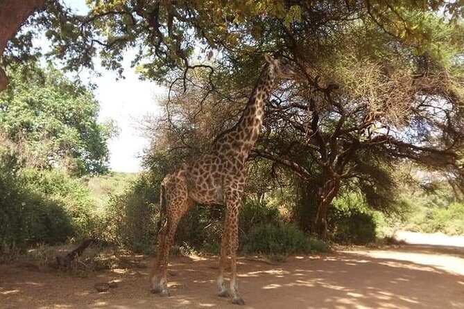 3-Day Safari to Ngorongoro, Tarangire & Lake Manyara NP - Final Thoughts