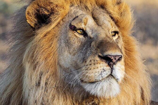 3 Day Safari to Serengeti National Park and Ngorongoro Crater - Key Points
