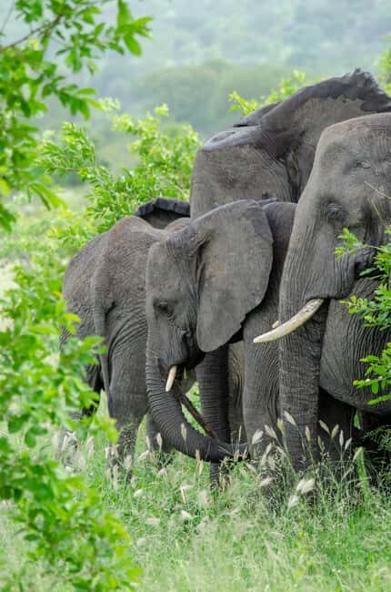 3-Day Safari to Serengeti & Ngorongoro + Balloon experience - Why This Tour Is a Great Choice