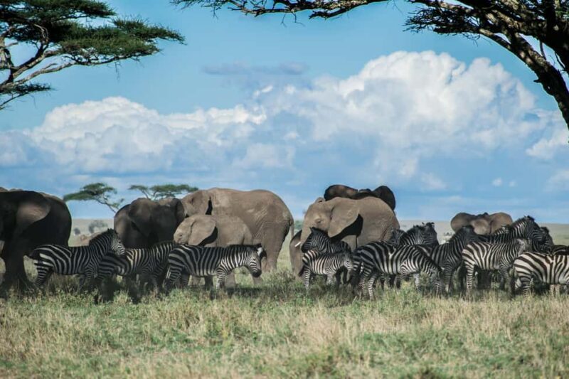 3-Day Safari to Serengeti & Ngorongoro + Balloon experience - Final Thoughts