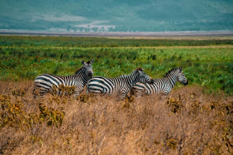 3-Day Safari to Serengeti & Ngorongoro + Balloon experience - FAQ