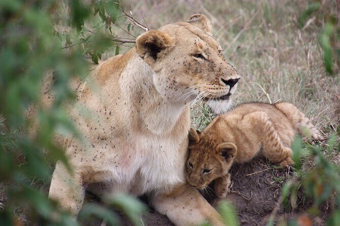 3-Day Safari Tour in two National Parks - Key Points