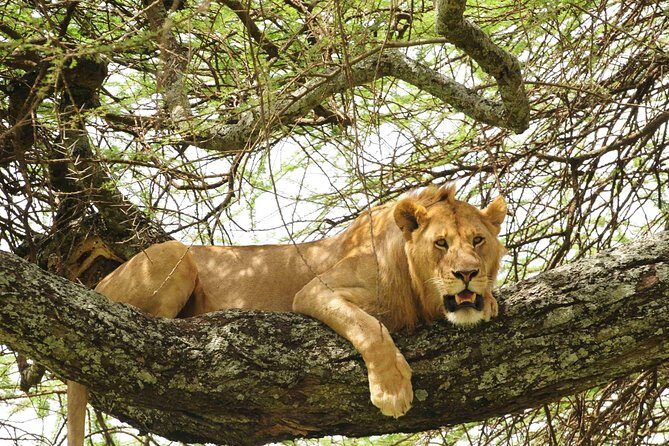 3-Day Safari Tour to Tarangire National Park, Lake Manyara National Park and Ngorongoro Crater from Arusha - Key Points