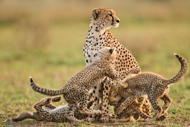 3-Day Safari Tour to Tarangire National Park, Lake Manyara National Park and Ngorongoro Crater from Arusha - Who Will Love This Tour?