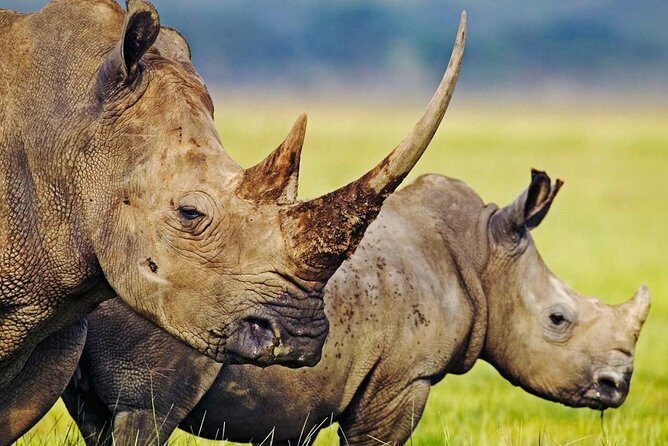 3-Day Safari Tour to Tarangire National Park, Lake Manyara National Park and Ngorongoro Crater from Arusha - FAQs