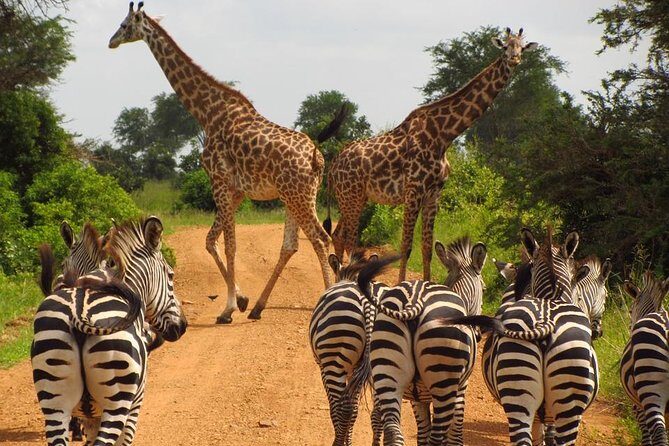 3-Day Safari Tour to Tarangire National Park, Lake Manyara National Park and Ngorongoro Crater from Arusha - Final Thoughts