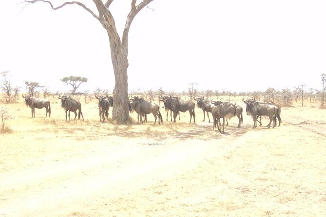 3-Day Safari Trip to Masai Mara National Reserve from Nairobi - Key Points