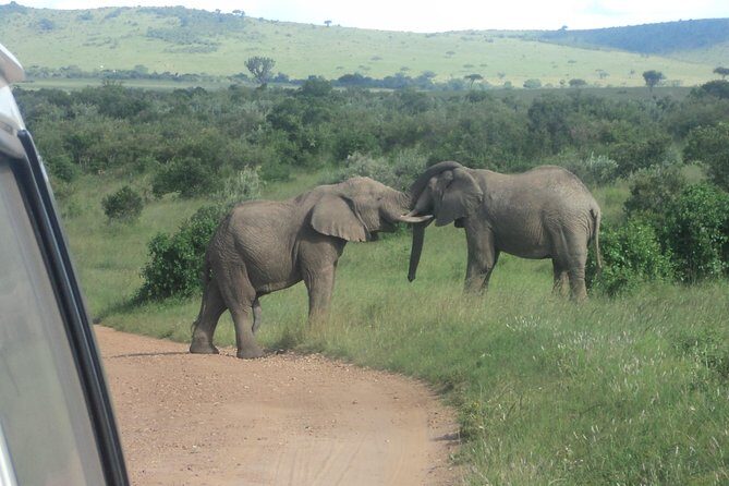 3-Day Safari Trip to Masai Mara National Reserve from Nairobi - Final Thoughts: Is This Tour Worth It?