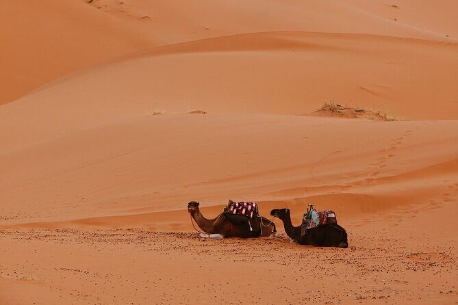 3-Day Sahara Desert Adventure: A Journey Through Moroccos Dunes - The Highlights That Make This Tour Special
