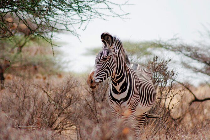 3-Day Samburu Luxury Safari - An In-Depth Look at the 3-Day Samburu Luxury Safari