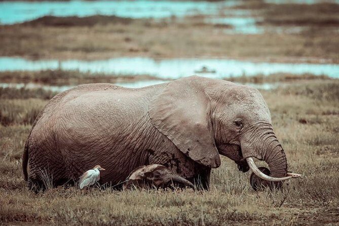 3-Day Samburu Luxury Safari - Who Is This Tour Ideal For?