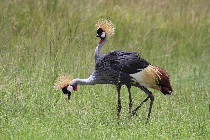 3-Day Samburu Luxury Safari - The Sum Up
