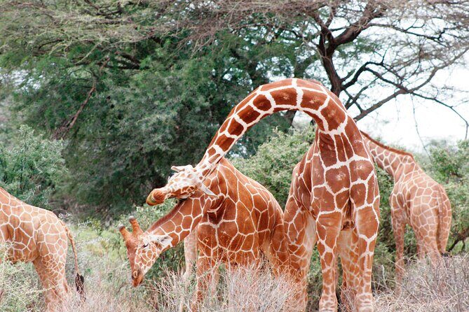 3-Day Samburu Luxury Safari - FAQ