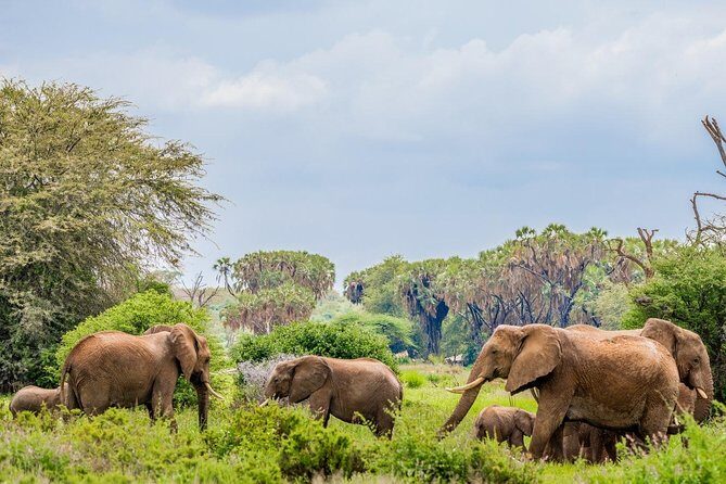 3 Day Samburu Safari - Frequently Asked Questions