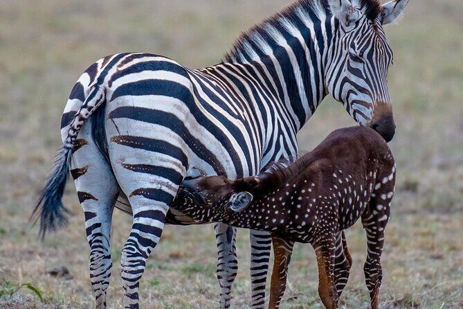 3-Day Samburu safari from Nairobi - Introduction: What Makes This Tour Stand Out?