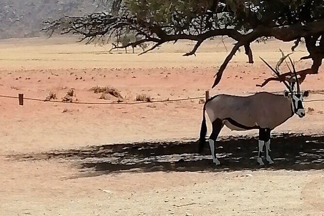 3-Day Scenic Sossusvlei Adventure in Namibia from Swakopmund - An In-Depth Look at the 3-Day Sossusvlei Adventure  