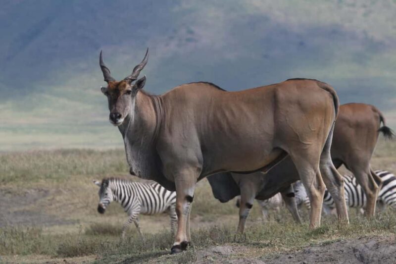 3 Day Serengeti Fly-in Safari from Zanzibar all Inclusive - Introduction to the Experience