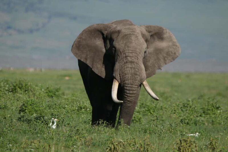 3 Day Serengeti Fly-in Safari from Zanzibar all Inclusive - Who Should Consider This Tour?
