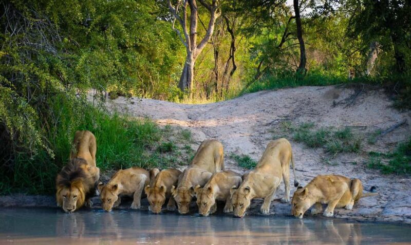 3 Day Serengeti Fly-in Safari from Zanzibar all Inclusive - The Sum Up