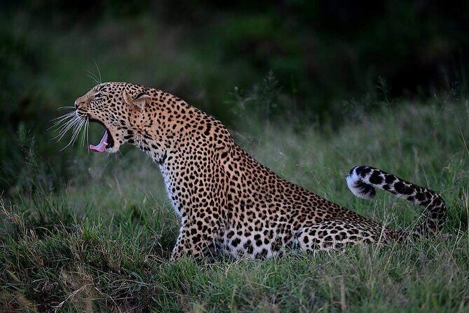 3-Day Serengeti NP & Ngorongoro Crater Safari - Final Thoughts