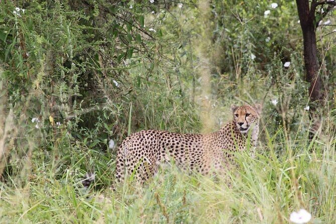 3-Day Serengeti NP & Ngorongoro Crater Safari - In The Sum Up