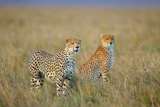 3 Day Sharing Safari - Manyara, Ngorongoro Crater and Tarangire National Parks - Key Points