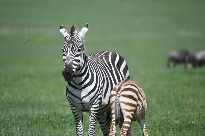 3 Day Sharing Safari - Manyara, Ngorongoro Crater and Tarangire National Parks - The Sum Up: Who Is This Safari Perfect For?