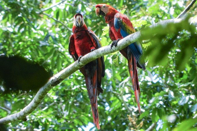 3-day-small-group-pacaya-samiria-park-camping-adventure-from-iquitos