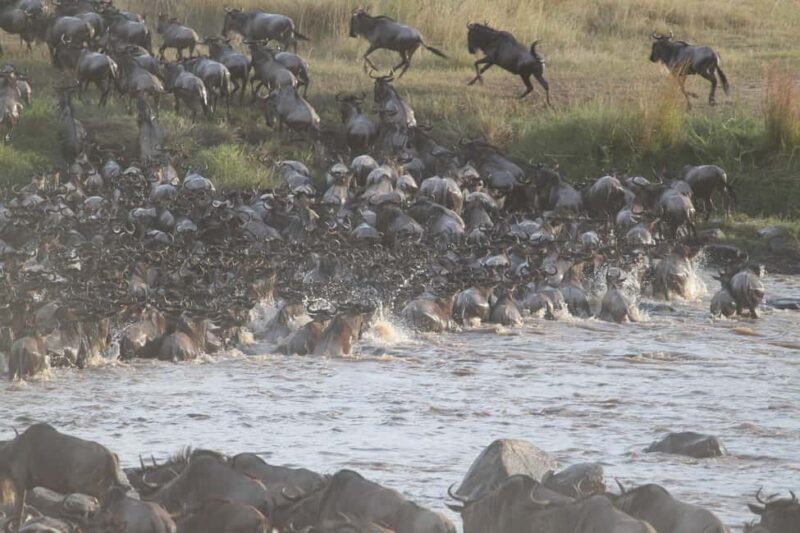 3-Day Small Group Safari to Maasai Mara: Adventure Awaits - Why This Safari Offers Great Value