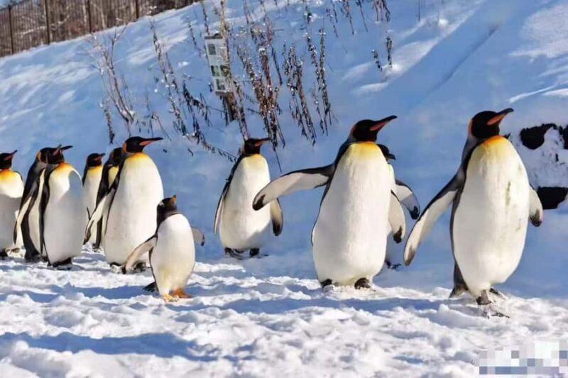 3-Day Small-Group Tour: Sapporo, Asahikawa, Furano & Otaru - Key Points