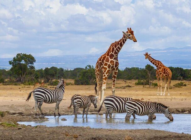 3-Day Sweetwaters: Ol Pejeta Conservancy Safari from Nairobi - Key Points