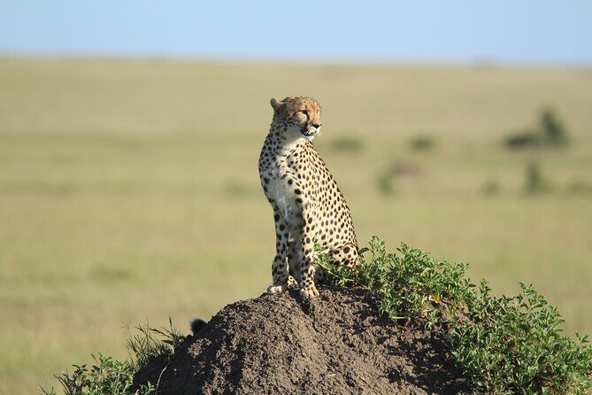 3-Day Sweetwaters: Ol Pejeta Conservancy Safari from Nairobi - Practical Considerations