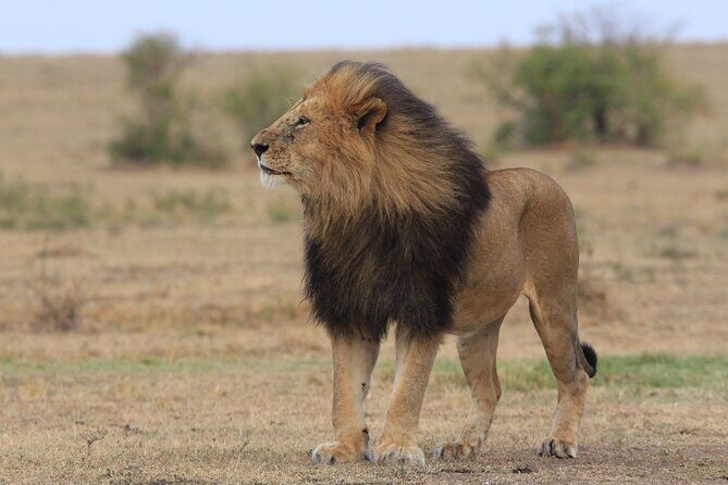 3-Day Sweetwaters: Ol Pejeta Conservancy Safari from Nairobi - Final Thoughts
