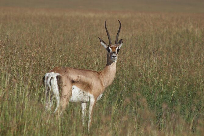 3-Day Sweetwaters: Ol Pejeta Conservancy Safari from Nairobi - Frequently Asked Questions