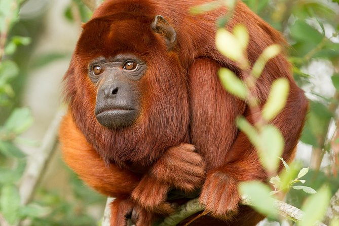 3-day-tambopata-amazon-jungle-tour-at-hacienda-concepcion