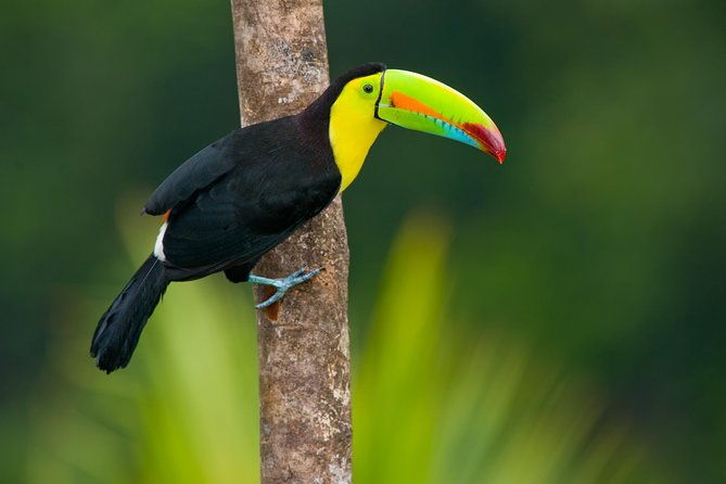 3-day-tambopata-amazon-jungle-tour-at-posada-amazonas