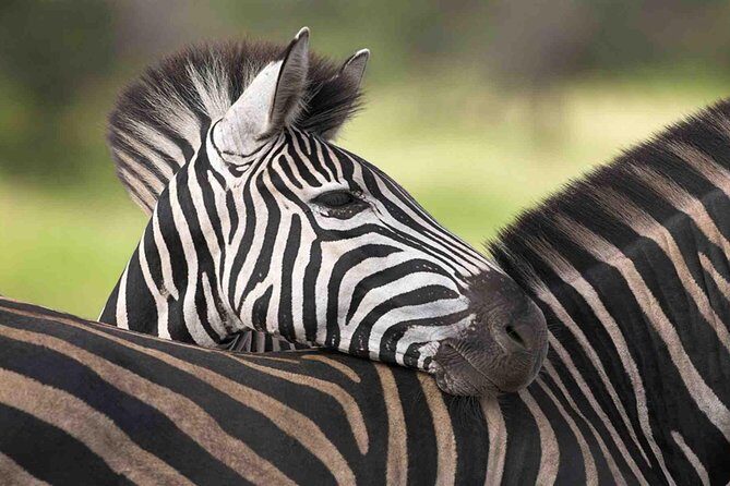 3 Day Tanzania Luxury Safari - Transportation & Logistics