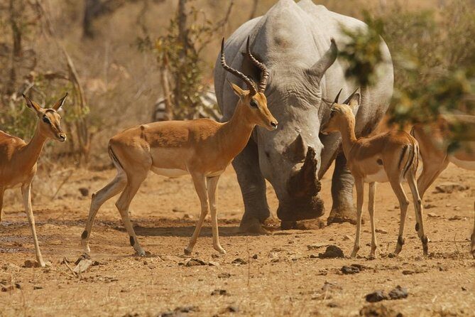 3 Day Tanzania Luxury Safari - Who Would Love This Tour?