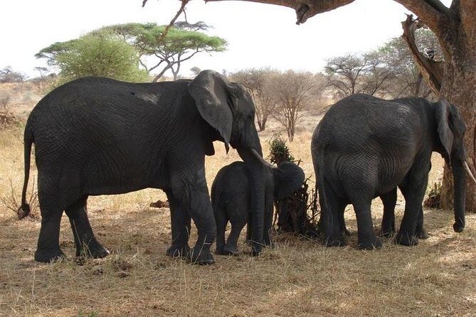 3 Day Tanzania Luxury Safari - Final Thoughts