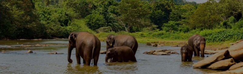 3-Day: Tanzania Safari - Exploring the 3-Day Tanzania Safari: An Authentic Adventure in the Manyara Region