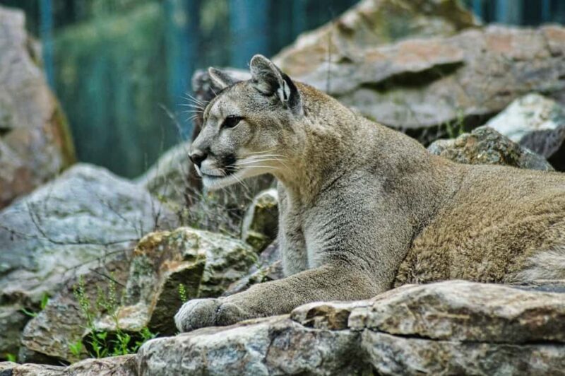 3-Day: Tanzania Safari - Transportation and Guides: Making the Journey Comfortable