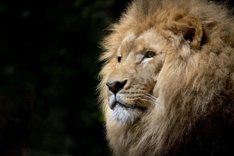 3-Day Tanzania Safari: Serengeti & Ngorongoro Crater . - Key Points