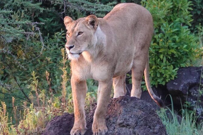3 Day Tanzania Serengeti & Ngorongoro Crater Safari - Key Points