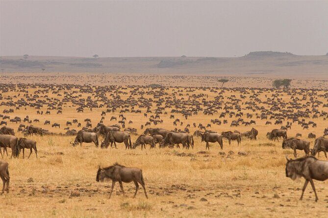 3 Day Tanzania Serengeti & Ngorongoro Crater Safari - Final Thoughts